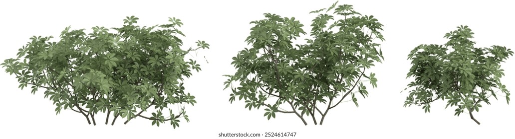 collection of Dwarf umbrella trees isolated on white background 