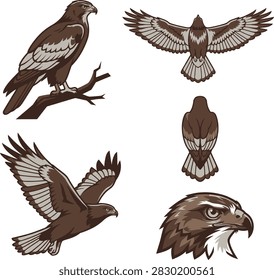 Collection of eagle poses featuring birds in flight, perched on a branch, and close up portraits. High quality wildlife design elements for creative projects.