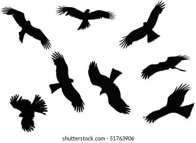  Collection of eagles flying
