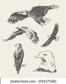 Collection of eagles illustrations. Hand drawn vector illustration, sketch