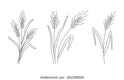 Collection  Ears wheat barley  Grain harvest  Vector illustration for brewing  agriculture  logo  print  poster  Drawn in doodle style by outline