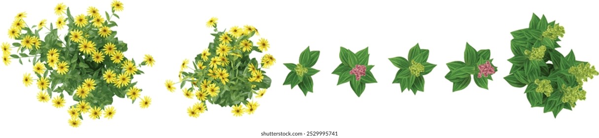 Collection of Echinacea purpurea,Lobelia tupa plant on transparent background from the top view