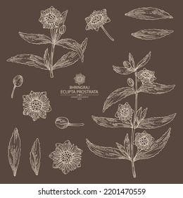 Colección de prostrata eclipta: planta de bhringraj, hojas y flores de eclipta prostrata. Cosmética, perfumería y planta médica. Ilustración dibujada a mano por vectores.