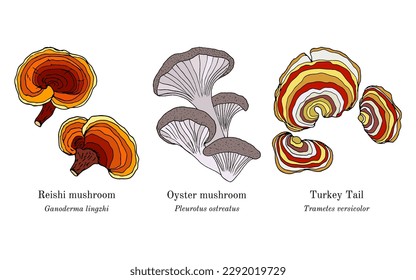 Collection of edible and medicinal mushrooms. Hand drawn botanical vector illustration