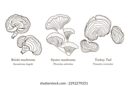 Collection of edible and medicinal mushrooms. Hand drawn botanical vector illustration