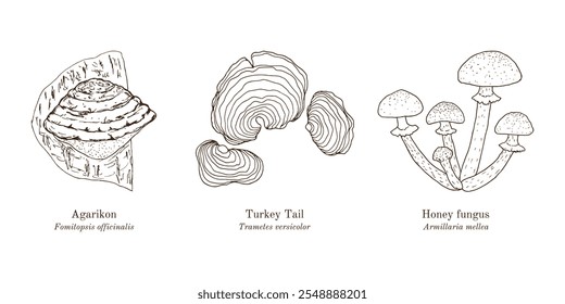 Colección de setas comestibles y medicinales. Ilustración vectorial botánica dibujada a mano