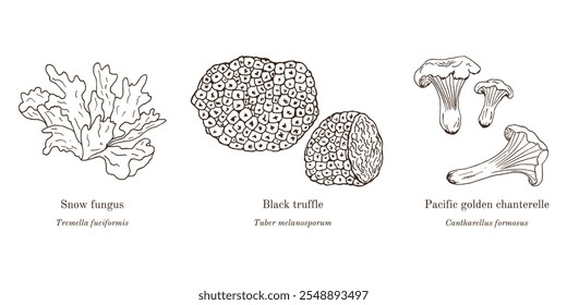 Colheita de cogumelos comestíveis e medicinais. Ilustração vetorial botânica desenhada à mão