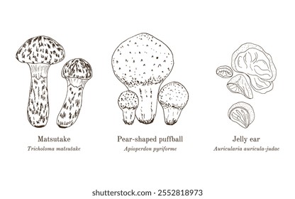 Colección de setas comestibles y medicinales. Ilustración vectorial botánica dibujada a mano