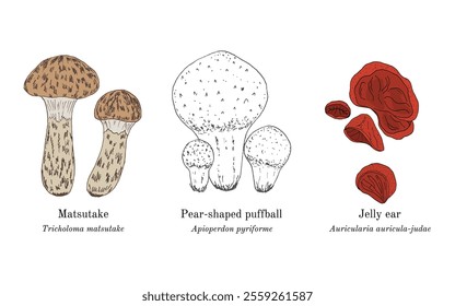 Collection of edible and medicinal mushrooms. Hand drawn botanical vector illustration