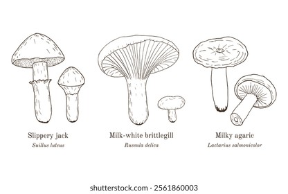 Collection of edible and medicinal mushrooms. Hand drawn botanical vector illustration