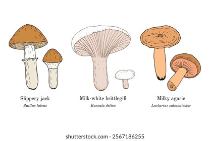 Collection of edible and medicinal mushrooms. Hand drawn botanical vector illustration