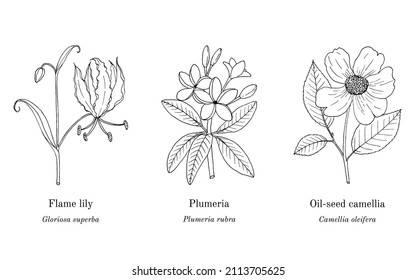 Collection of edible and medicinal plants. Hand drawn botanical vector illustration