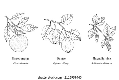 Collection of edible and medicinal plants. Hand drawn botanical vector illustration