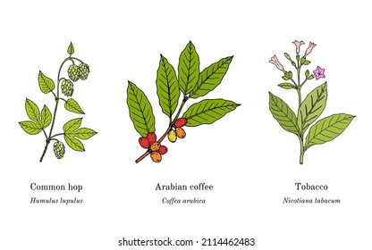 Colección de plantas comestibles y medicinales. Ilustración de vector botánico dibujada a mano