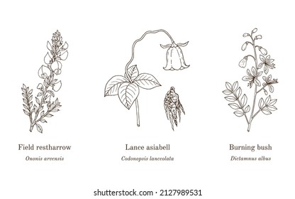 Collection of edible and medicinal plants. Hand drawn botanical vector illustration