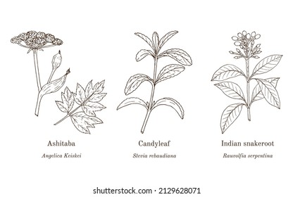 Collection of edible and medicinal plants. Hand drawn botanical vector illustration