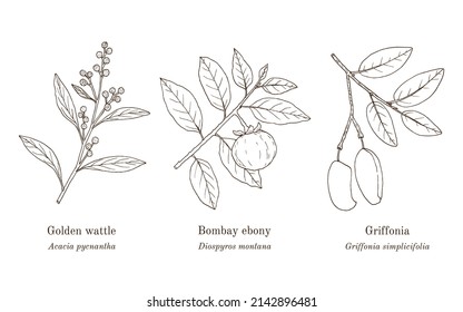 Collection of edible and medicinal plants. Hand drawn botanical vector illustration