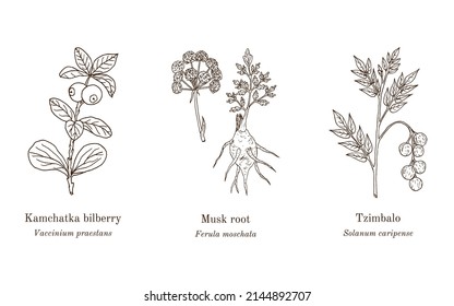 Colección de plantas comestibles y medicinales. Ilustración de vector botánico dibujada a mano