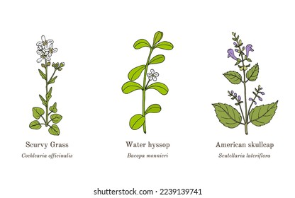 Collection of edible and medicinal plants. Hand drawn botanical vector illustration