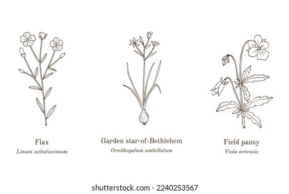 Collection of edible and medicinal plants. Hand drawn botanical vector illustration