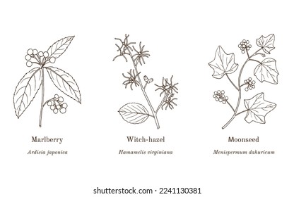 Collection of edible and medicinal plants. Hand drawn botanical vector illustration