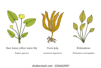 Collection of edible and medicinal plants. Hand drawn botanical vector illustration