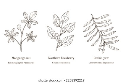 Collection of edible and medicinal plants. Hand drawn botanical vector illustration