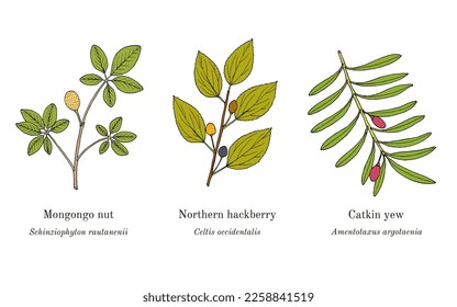 Collection of edible and medicinal plants. Hand drawn botanical vector illustration