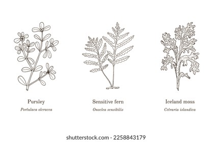 Collection of edible and medicinal plants. Hand drawn botanical vector illustration