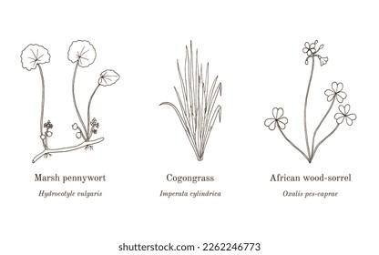 Collection of edible and medicinal plants. Hand drawn botanical vector illustration