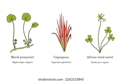 Collection of edible and medicinal plants. Hand drawn botanical vector illustration