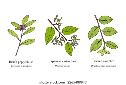 Collection of edible and medicinal plants. Hand drawn botanical vector illustration