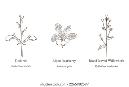 Collection of edible and medicinal plants. Hand drawn botanical vector illustration