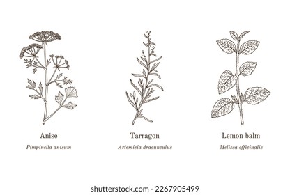 Collection of edible and medicinal plants. Hand drawn botanical vector illustration