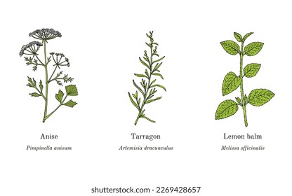 Collection of edible and medicinal plants. Hand drawn botanical vector illustration