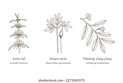 Collection of edible and medicinal plants. Hand drawn botanical vector illustration