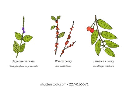 Collection of edible and medicinal plants. Hand drawn botanical vector illustration