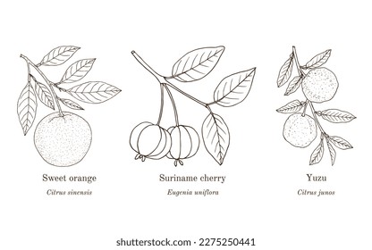 Collection of edible and medicinal plants. Hand drawn botanical vector illustration