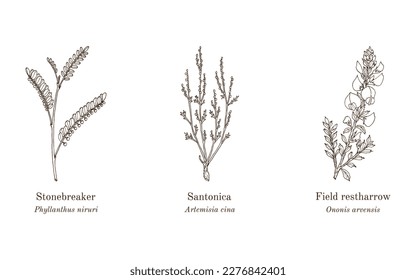 Collection of edible and medicinal plants. Hand drawn botanical vector illustration