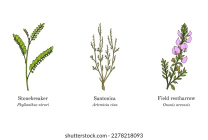 Collection of edible and medicinal plants. Hand drawn botanical vector illustration