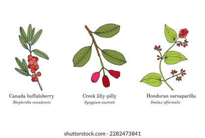Collection of edible and medicinal plants. Hand drawn botanical vector illustration