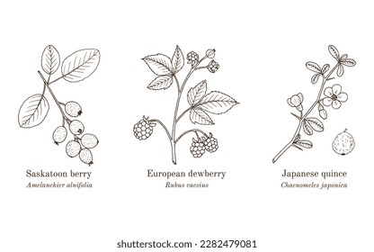 Collection of edible and medicinal plants. Hand drawn botanical vector illustration