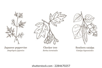 Collection of edible and medicinal plants. Hand drawn botanical vector illustration