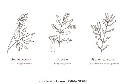 Collection of edible and medicinal plants. Hand drawn botanical vector illustration