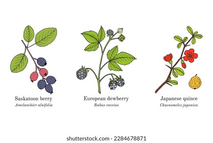 Collection of edible and medicinal plants. Hand drawn botanical vector illustration