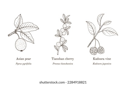 Collection of edible and medicinal plants. Hand drawn botanical vector illustration