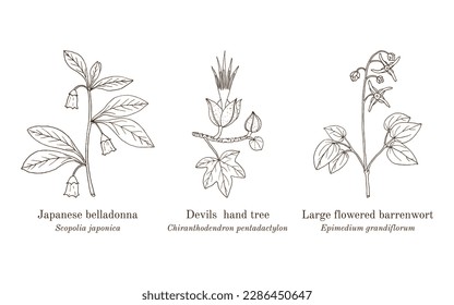 Collection of edible and medicinal plants. Hand drawn botanical vector illustration