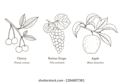 Collection of edible and medicinal plants. Hand drawn botanical vector illustration