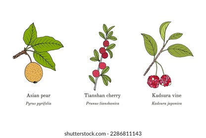 Collection of edible and medicinal plants. Hand drawn botanical vector illustration