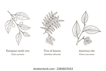 Collection of edible and medicinal plants. Hand drawn botanical vector illustration